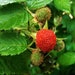 see more listings in the Raspberries section