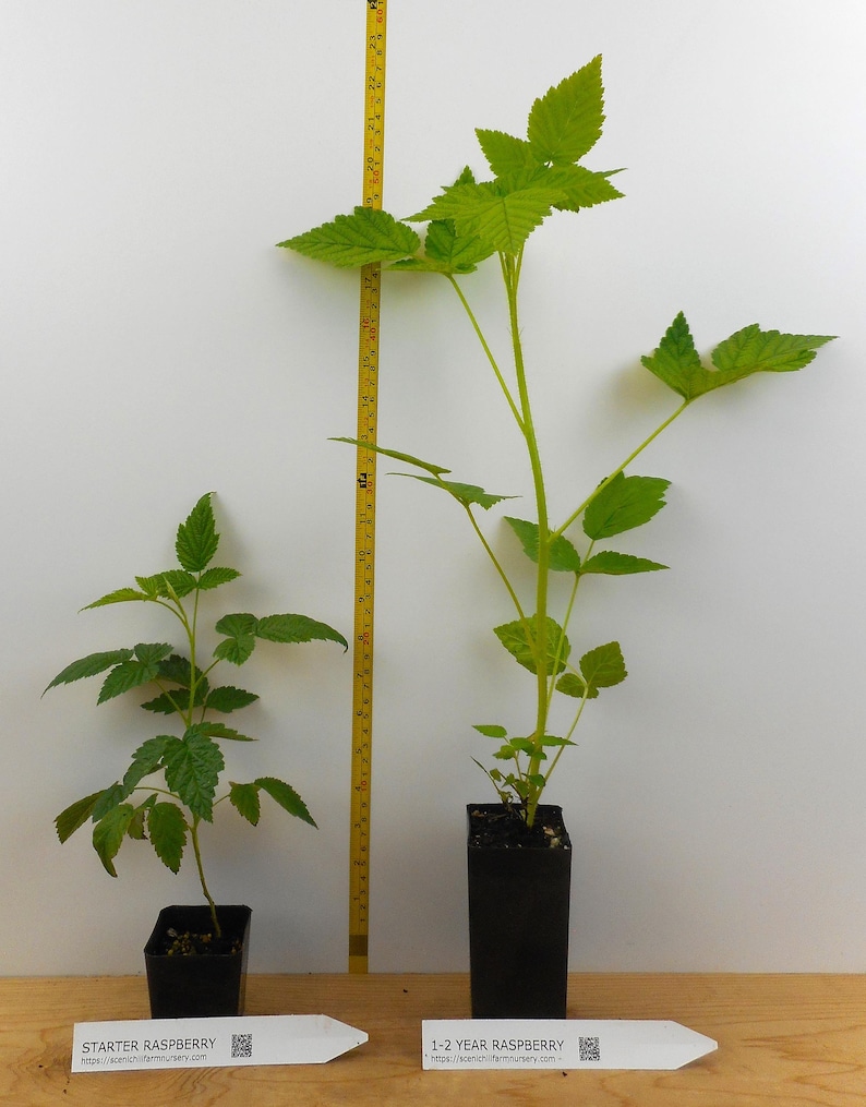May include: Two raspberry plants in black pots, one is a starter plant and the other is a 1-2 year old plant. The plants are on a wooden surface with a white wall in the background. A yellow measuring tape is visible on the wall.