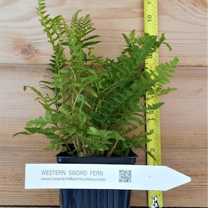 May include: A potted Western Sword Fern plant in a black plastic pot with a white label that reads "WESTERN SWORD FERN" and "www.scenichillfarmnursery.com".