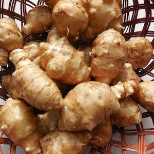 3+ Lbs Jerusalem Artichoke tubers Sunchokes- Helianthus tuberosus- Freshly dug