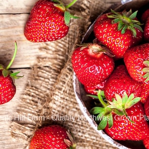 May include: A bowl filled with fresh, red strawberries. The strawberries are arranged in a single layer, with some overlapping. The bowl is white with a brown rim. The strawberries are surrounded by burlap fabric.