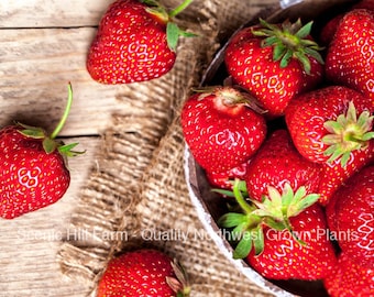 Puede incluir: Una colección de fresas de color rojo brillante con tallos de hojas verdes, algunas dispuestas en un cuenco y otras esparcidas sobre una superficie de madera. El texto Scenic Hill Farm - Quality Northwest Grown Plants es visible.