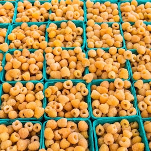 May include: Overhead shot of multiple turquoise containers filled with golden raspberries. The raspberries are a light yellow color and appear fresh. The containers are arranged in a grid pattern, suggesting a market display.