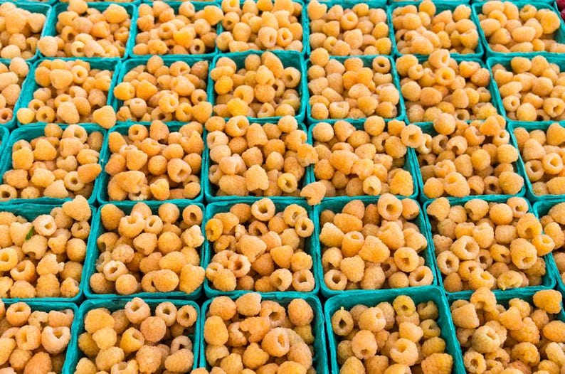 Turquoise Raspberry Cascade Gold Potted Raspberry Plants - Free Shipping - Etsy