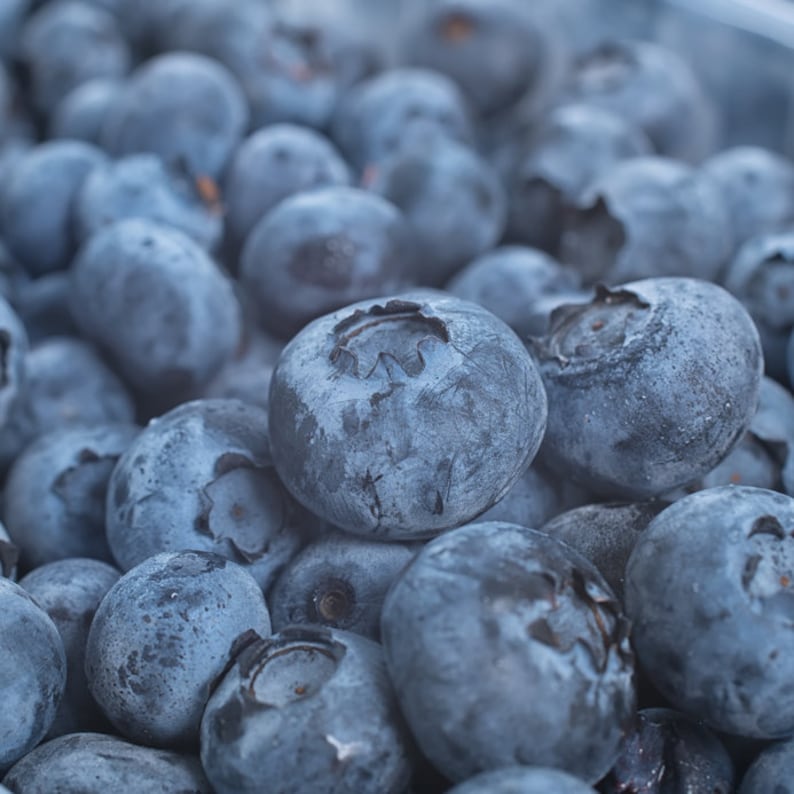 ScenicHillFarm Blueberry Plants