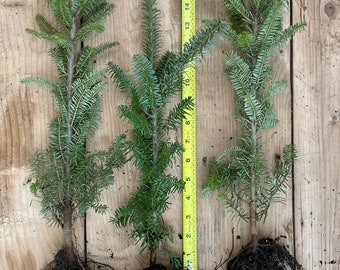 Fraser Fir - 3 YR. Old Bare Root Trees - Speciman or Christmas Tree- 10-15 inches tall