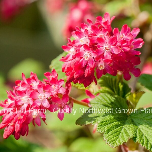 Red Flowering Currant Plants- Large 2 year old bare root plants