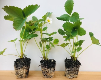 May include: Three strawberry plants with exposed root balls and dark soil. Each plant features vibrant green trifoliate leaves on slender stems. One plant displays a single white flower with a yellow center, while another shows a small green fruit.
