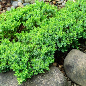 May include: A close-up of a green juniper bush growing in a rock garden. The bush is lush and full, with many small, green leaves. The rocks are gray and brown, and there is some dirt and gravel visible in the background.
