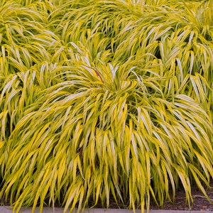 Japanese Forest Grass Plants - 2 Varieties- Hakonechloa macra 'aureola' golden-variegated and 'all gold'