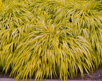 Japanese Forest Grass Plants - 2 Varieties- Hakonechloa macra 'aureola' golden-variegated and 'all gold'