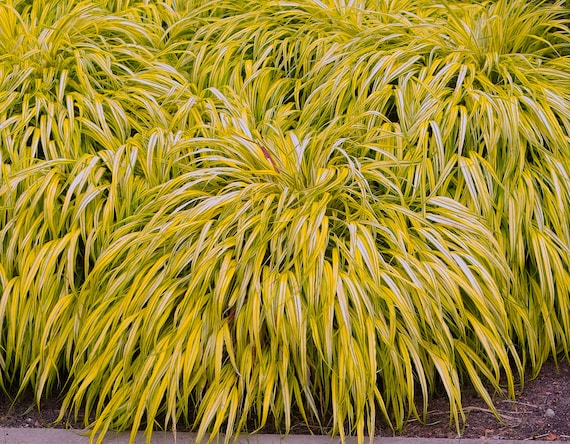 Japanese Forest Grass Plants - 2 Varieties- Hakonechloa macra 'aureola'  golden-variegated and 'all gold' - Etsy sterreich