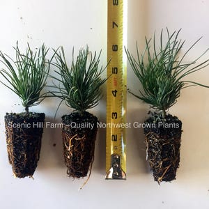 3 Dwarf Swiss Mountain Pines Pinus mugo, pumilio Bonsai or Landscape Free Shipping image 1