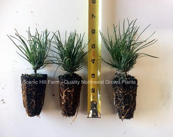 3 Dwarf Swiss Mountain Pines (Pinus mugo, pumilio) - Bonsai or Landscape - Free Shipping!