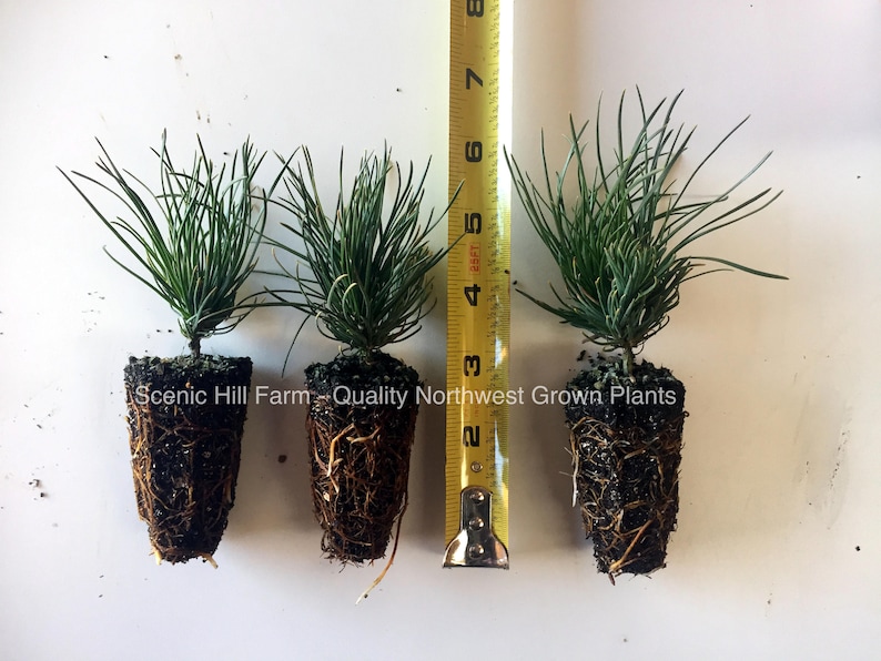 3 Dwarf Swiss Mountain Pines Pinus mugo, pumilio Bonsai or Landscape Free Shipping image 1