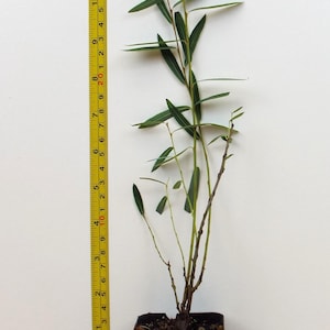 May include: A small Arctic Blue Willow tree in a black pot, measured at 20 inches tall. The tree has green leaves and is growing in a brown soil mix. The tree is labeled with a white tag that reads "Arctic Blue Willow" and includes a website address: https://scenichillfarmnursery.com