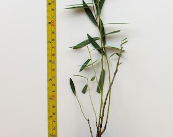 May include: A small Arctic Blue Willow tree in a black pot, measured at 20 inches tall. The tree has green leaves and is growing in a brown soil mix. The tree is labeled with a white tag that reads "Arctic Blue Willow" and includes a website address: https://scenichillfarmnursery.com