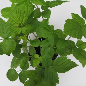 May include: A close-up of a green raspberry plant with multiple leaves. The plant is in a black pot and is ready to be planted in the garden.