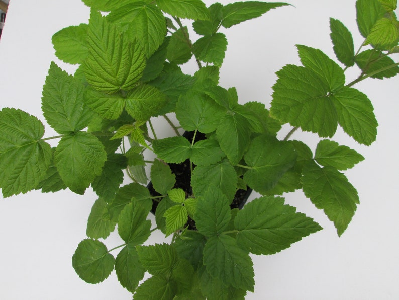 May include: A close-up of a green raspberry plant with multiple leaves. The plant is in a black pot and is ready to be planted in the garden.