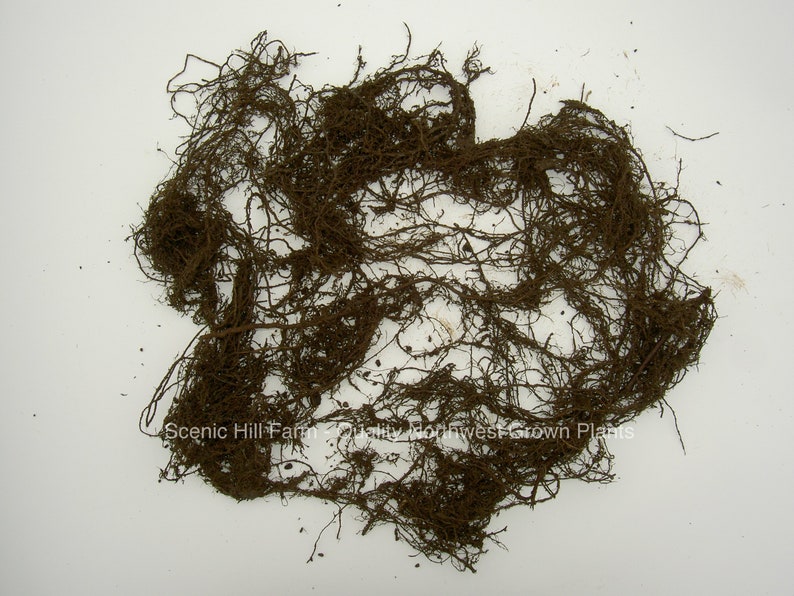以下が含まれることがあります： 植物の根と思われる、茶色の根の塊のクローズアップ。根は絡み合っており、白い表面に広がっています。画像の右下には「Scenic Hill Farm - Quality Northwest Grown Plants」というテキストが表示されています。
