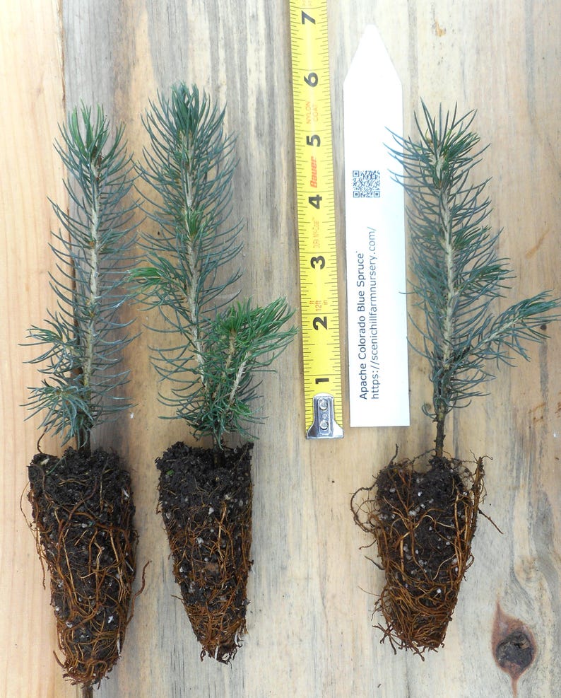 Blue Spruce Roots Picea Pungens, Colorado Blue Spruce Seedlings - 5 - 10 Inches Tall ...