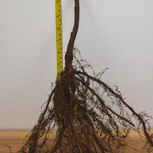 Apache Blackberry - Bare Root plants - Great Tasting Large Berries- Huge Yields