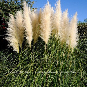 1 - 6 White Pampas Grass - Cortaderia Selloana - Potted Fully Rooted Live Plants - Price Includes Free Shipping