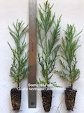 3 Giant Sequoia Trees - California Redwood - Potted - 8"-12" Tall Seedlings - Free Shipping