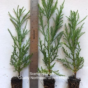 3 Giant Sequoia Trees - California Redwood - Potted - 8"-12" Tall Seedlings - Free Shipping