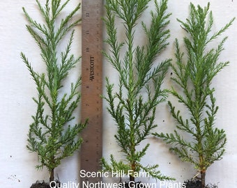 3 Giant Sequoia Trees - California Redwood - Potted - 8"-12" Tall Seedlings - Free Shipping