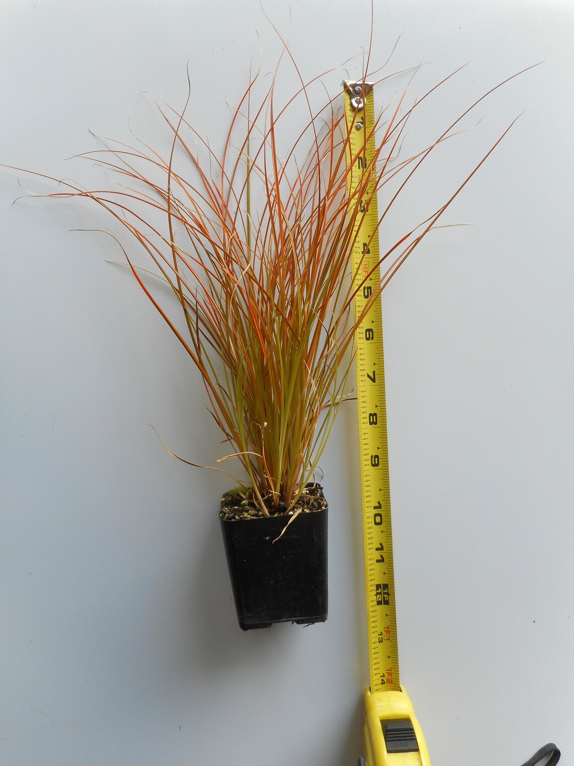 Orange New Zealand Sedge carex Testacea Versatile and Easy Etsy
