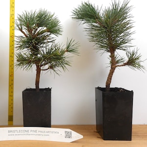 Bristlecone Pine (Pinus aristata)- Bonsai, Xeriscaping and Rocky Landscapes