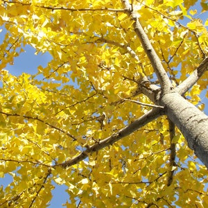 Ginkgo Tree (Ginkgo biloba)  Potted Trees 14-40 inches tall, Maidenhair Tree