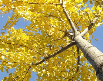 Ginkgo Tree (Ginkgo biloba)  Potted Trees 14-40 inches tall, Maidenhair Tree