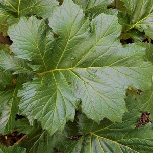 Bear’s Breeches Acanthus mollis-Potted  Plants- large dark green foliage 4ft flowers