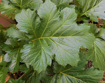 Bear’s Breeches Acanthus mollis-Potted  Plants- large dark green foliage 4ft flowers