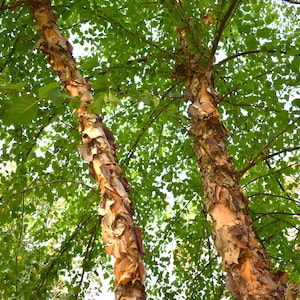 May include: Two river birch trees with distinctive peeling, papery bark in shades of tan, copper, and dark brown. The trunks are textured and layered, extending upward into a dense canopy of vibrant green leaves against a bright sky.