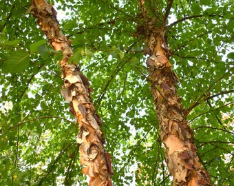 Heritage River Birch -24-36 inch tall - peeling, salmon-white bark
