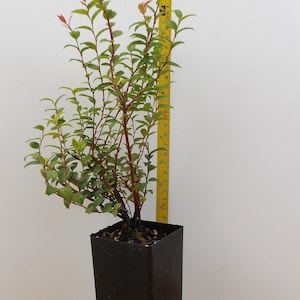 May include: An evergreen huckleberry plant in a black square pot. The plant has green leaves and red stems, with a yellow measuring tape next to it. The plant is approximately 16 inches tall.