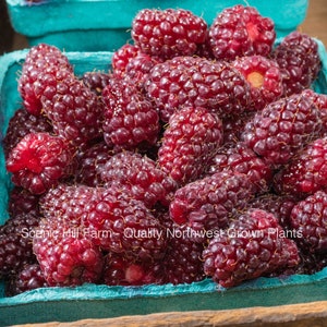 Tayberry Plants -Potted Plants Ships Rooted in Soil - Sweet Fruit- Raspberry Blackberry Cross