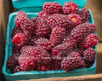 Tayberry Plants -Potted Plants Ships Rooted in Soil - Sweet Fruit- Raspberry Blackberry Cross