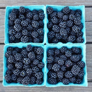 1 Triple Crown Thornless Blackberry Plant- Great Tasting Large Berries Vigorous- Potted plant