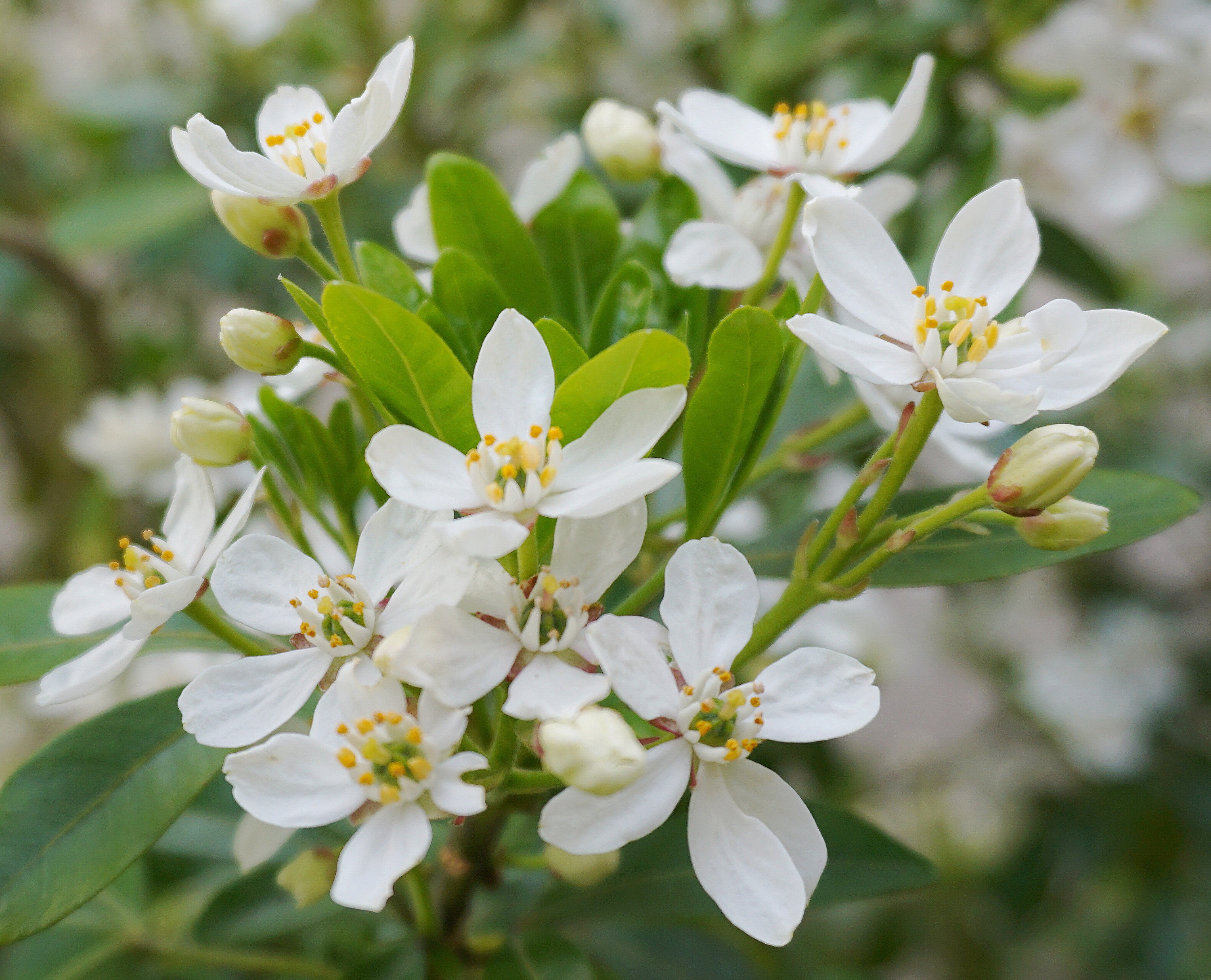 Image of Algerian orange blossom shrub from pinterest.com