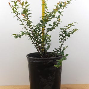 Evergreen Huckleberry Plant- Large Gallon Containers