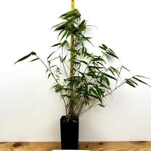 May include: A green bamboo plant in a black square pot. A yellow measuring tape is next to the plant. The plant has long, thin green leaves and a label at the base.