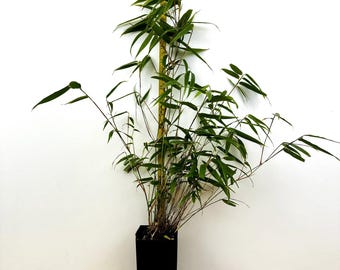 Fargesia dracocephala ‘Rufa’ Clumping Dragon’s Head Bamboo - Potted 10 -20" tall