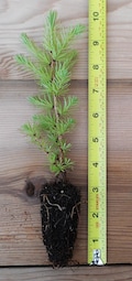 Japanese Larch (Larix kaempferi) - Bonsai or Landscape 5 - 10    Inches Tall - Includes Free Shipping!
