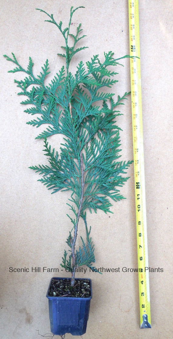 Green Giant Thuja (Cedar/ Arborvitae) Extra Large 16-24 Inches Tall - 6  Potted Plants