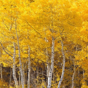 Quaking Aspen Trees 18 24 Inches Tall Bare Root Seedlings Populus tremuloides image 1