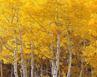 Quaking Aspen Trees 18 - 24 Inches Tall Bare Root Seedlings (Populus tremuloides)